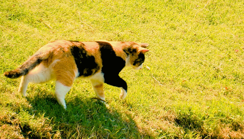 ����ǭ�ˤ褯�����ס����ä����줿�Ȥ��δ����ɤϡ�����ۤɿ��ۤ��ʤ��Ƥ褤��